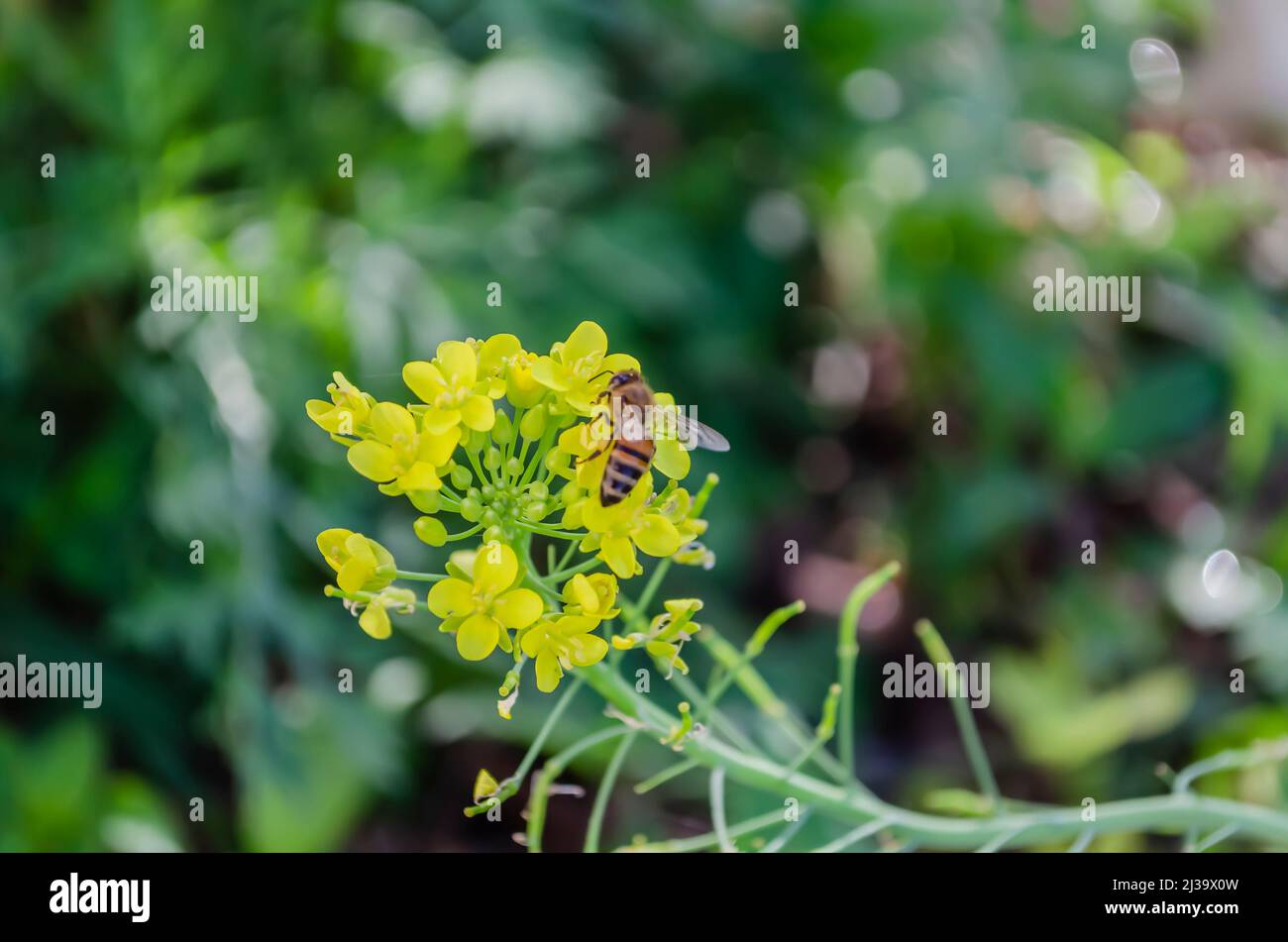 Bee On Pak Choi Blossom Stock Photo