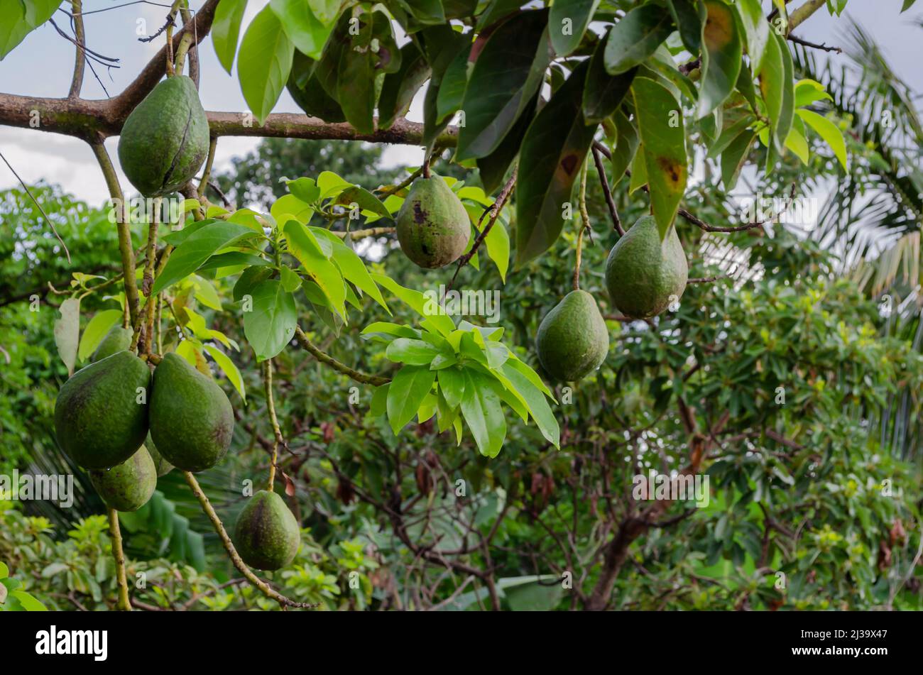 Mature Avocado On Tree Stock Photo - Alamy