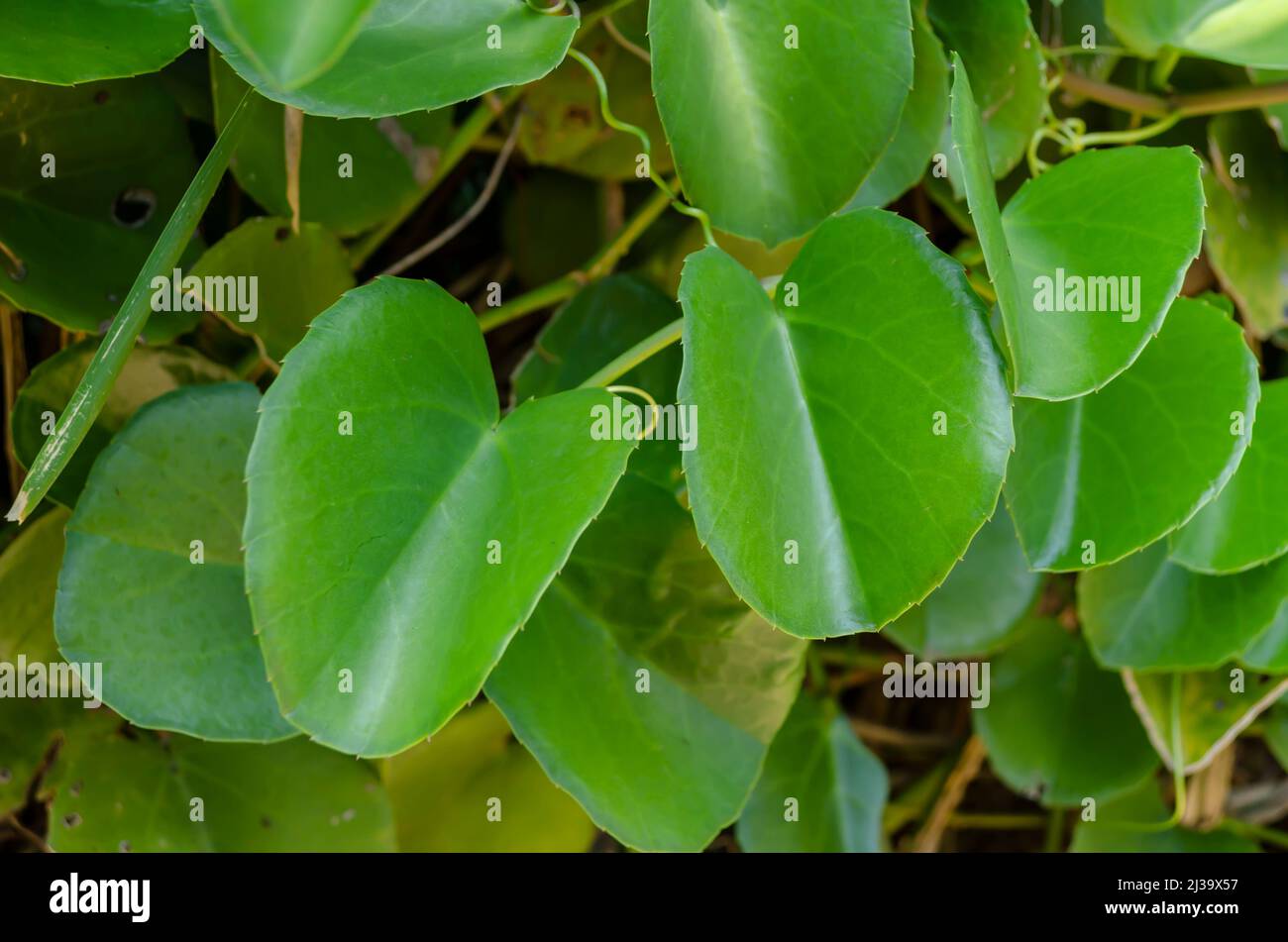 Succulent Leaves Of Cissus Rotundifolia Vine Stock Photo