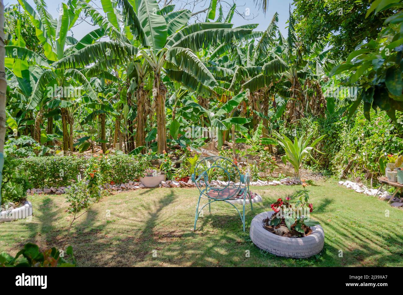Backyard Banana Garden Stock Photo Alamy