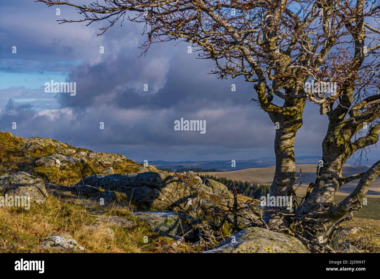 A Tree in a Rocky Ground at Winter Under a Cloudy and Stormy Sky Stock ...