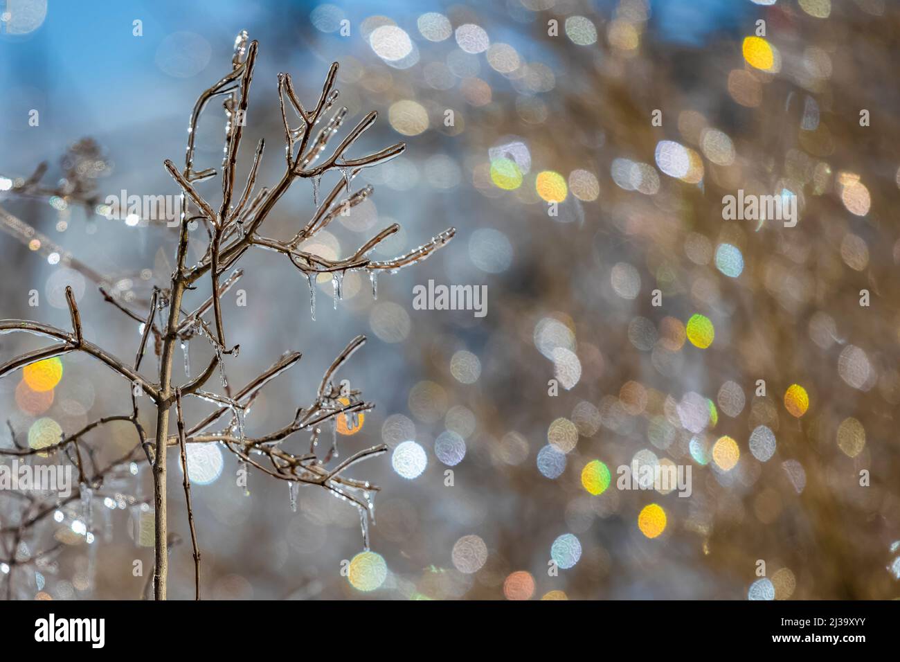 Colorful specular highlights from ice coating branches after an a freezing rain in Michigan, USA Stock Photo