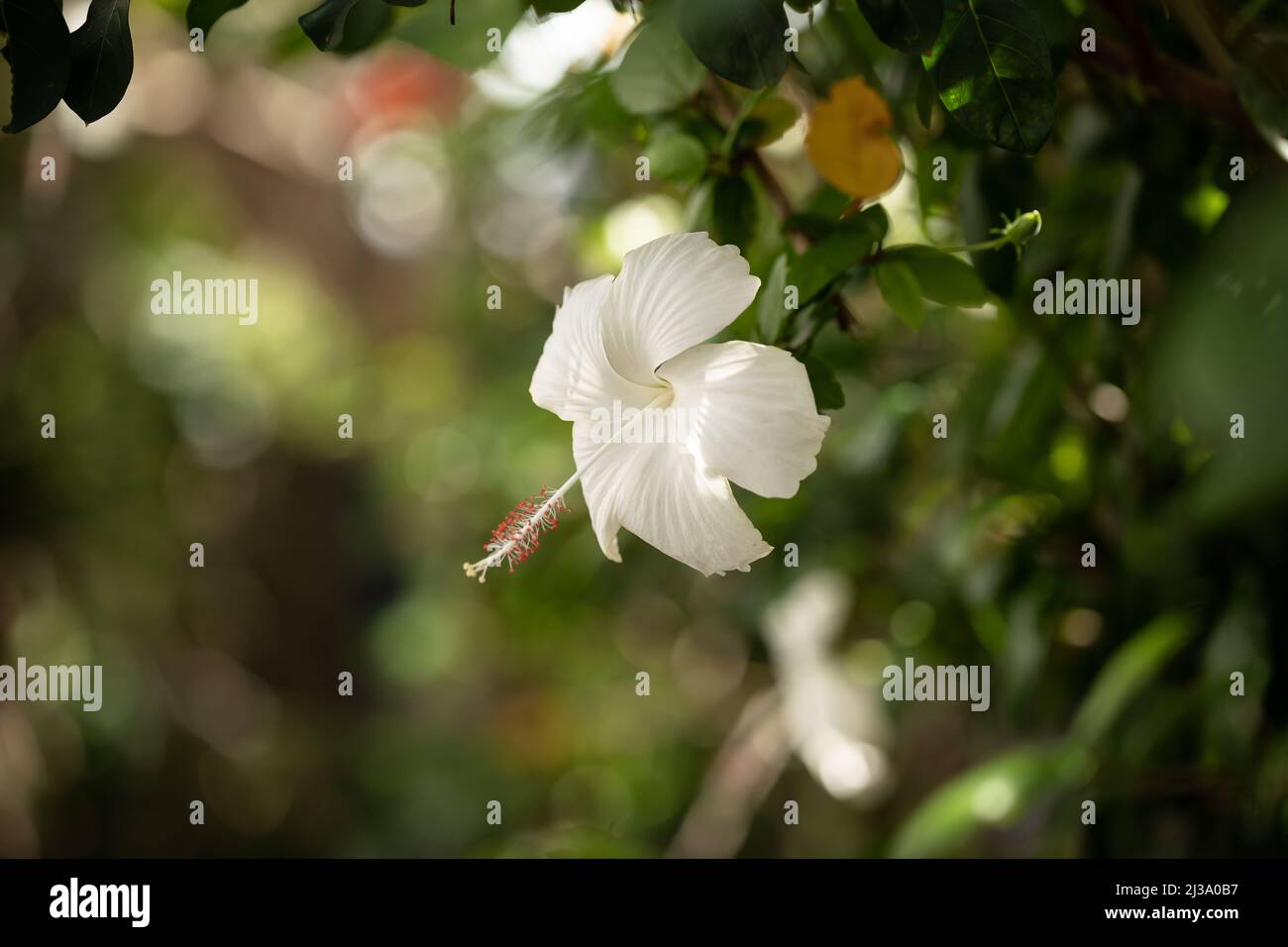 Pretty white hibiscus flower growing on bush in tropical Australian backyard Stock Photo Alamy