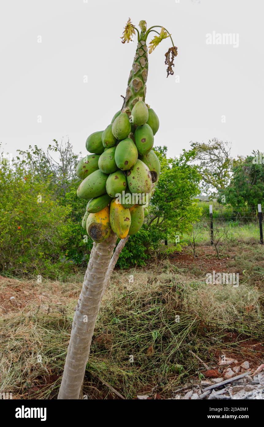 Advance Papaya Bunchy Top Disease In Jamaica Stock Photo Alamy