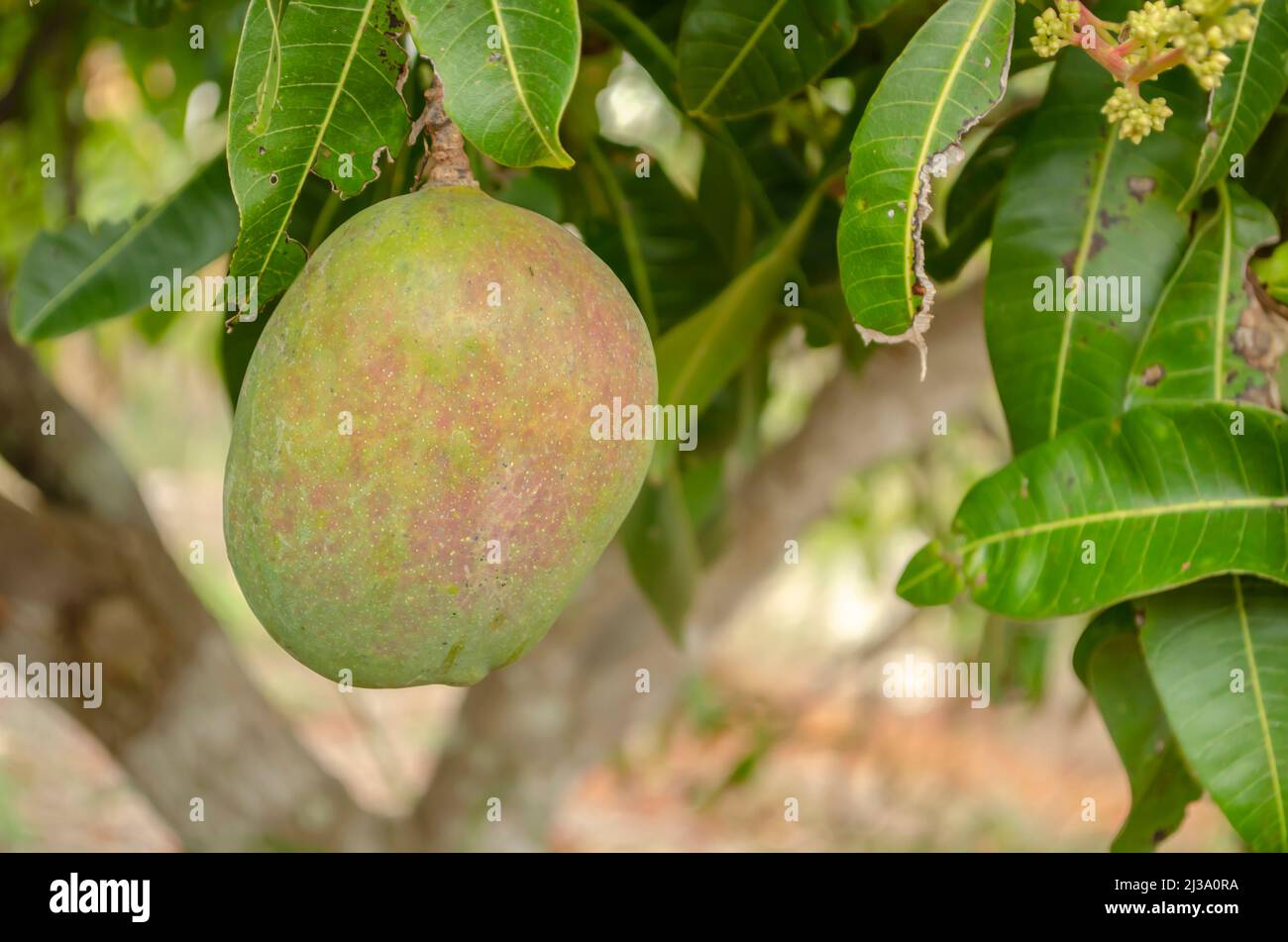 A Julie Mango Among Leaves Stock Photo