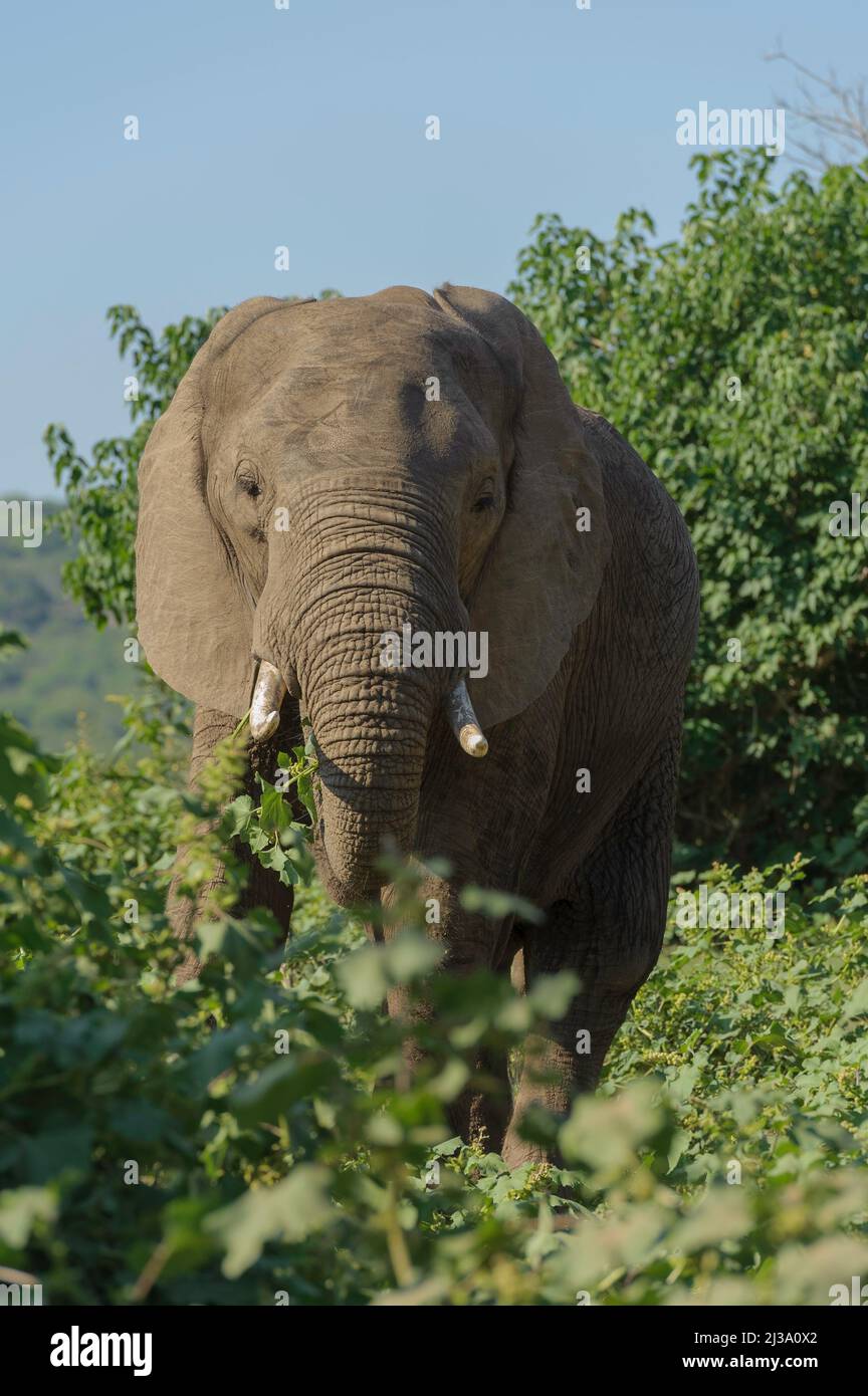 A big African elephant with tusks, peering through the bush at the camera. Kruger National Park, South Africa. Stock Photo