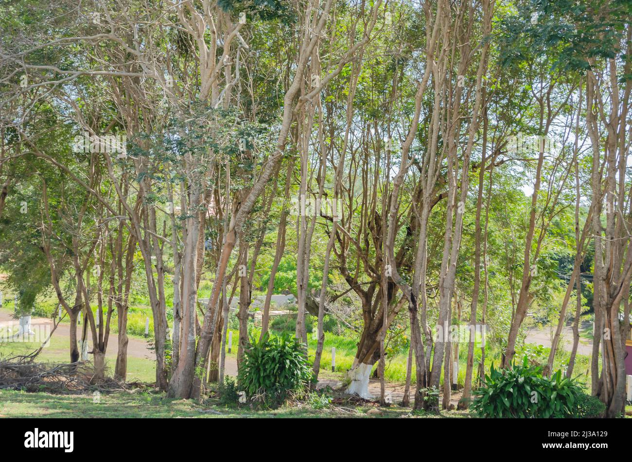 Tall Forest Trees Stock Photo Alamy