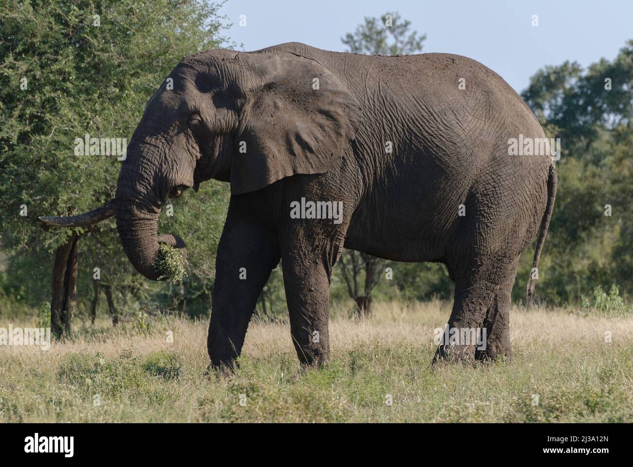 A large African elephant with tusks, on the move in Kruger National Park, South Africa Stock Photo