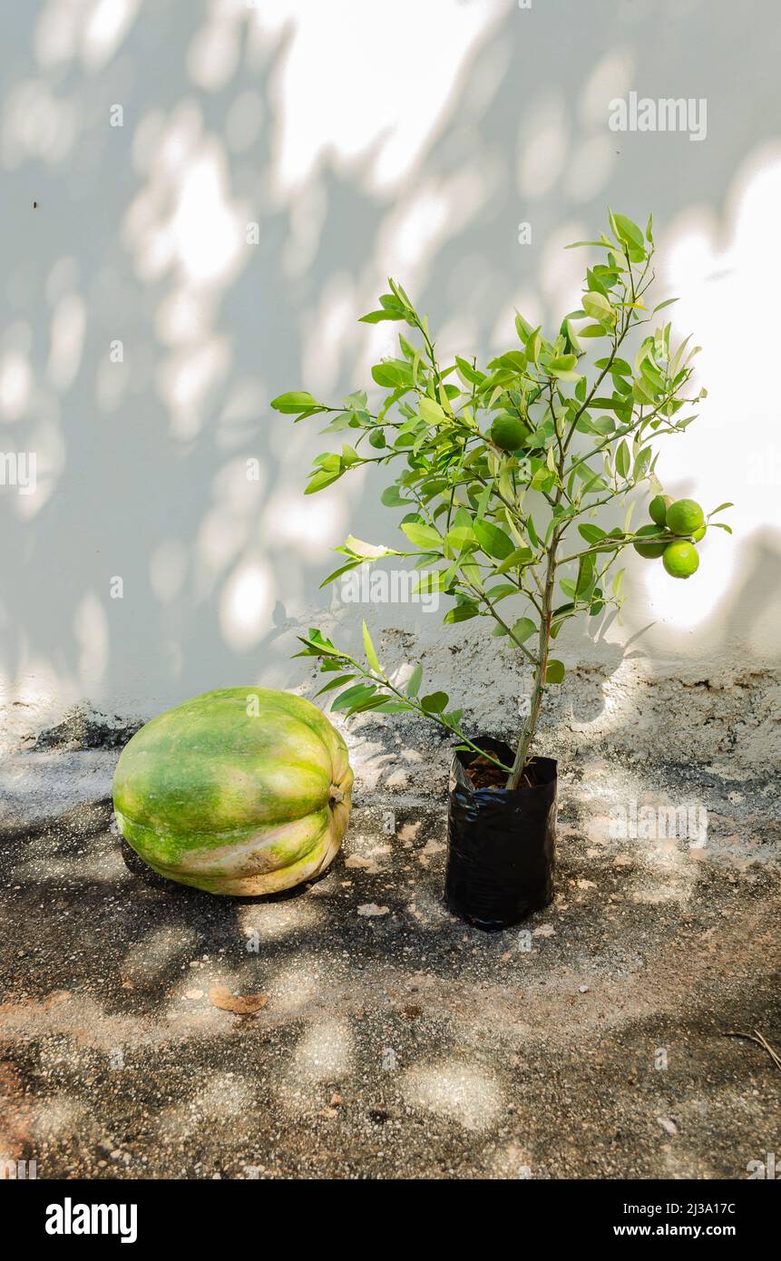 Pumpkin And Key Lime Plant Stock Photo