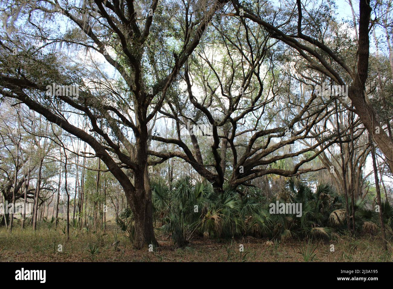 Group of gnarly looking trees on the trail at Alafia River State Park Stock Photo