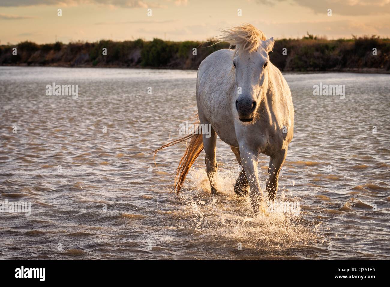 White horses are runing in the water  all over the sea in Camargue, France. Stock Photo
