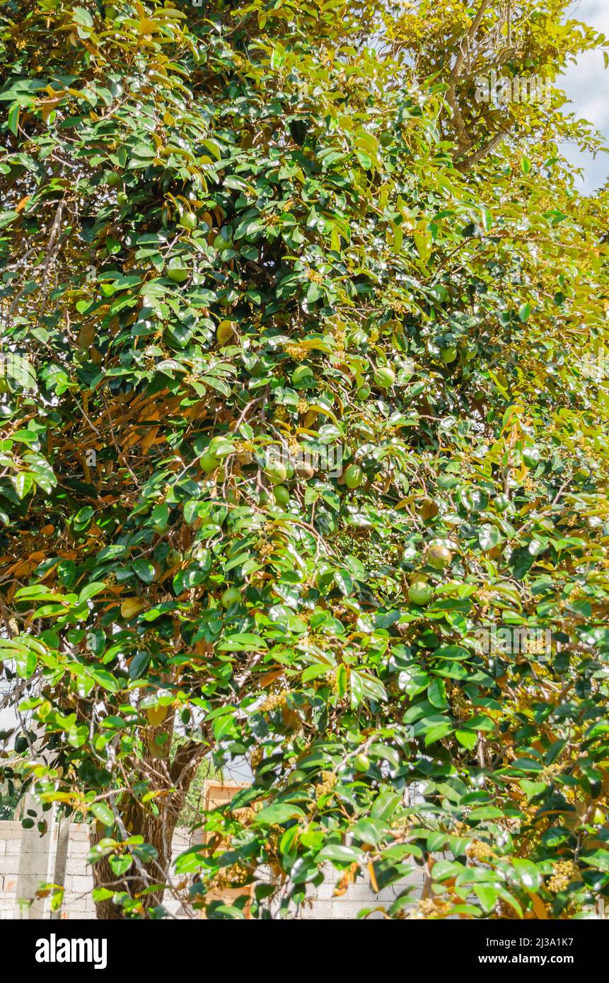 Purple Star Apple Tree Branches Stock Photo Alamy