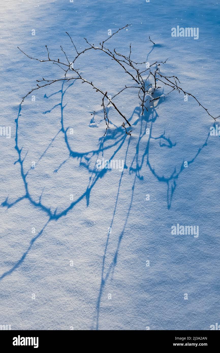 Plants and shadows after a freezing rain in Michigan, USA Stock Photo