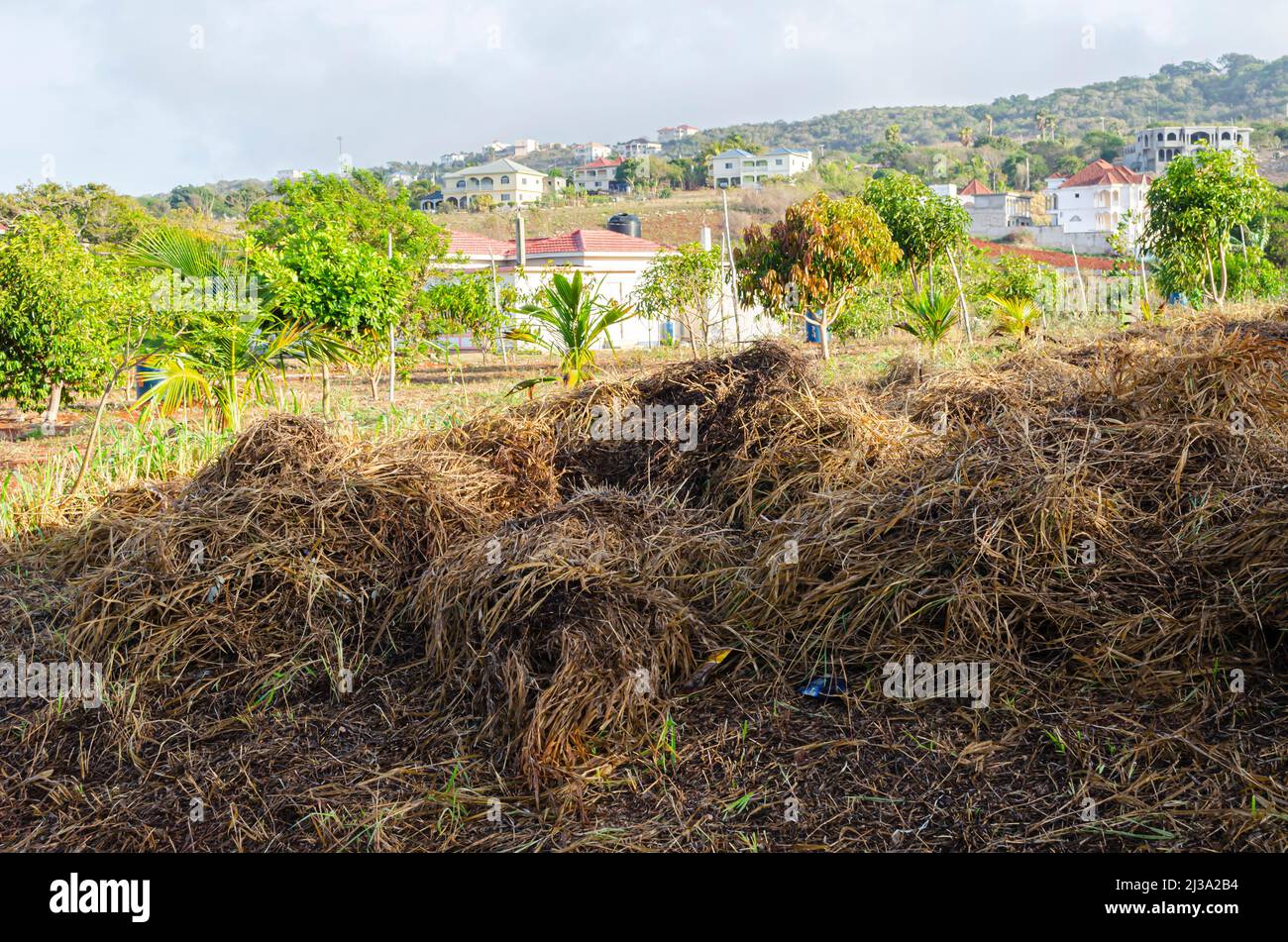cut-grass-for-farming-stock-photo-alamy