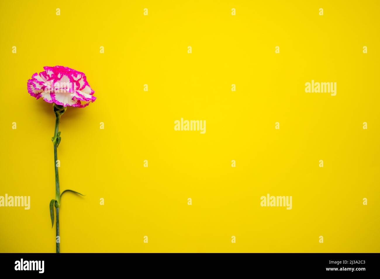beautiful carnation flower isolated on yellow background. Stock Photo