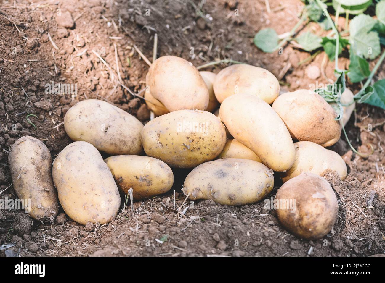 Fresh potato plant, harvest of ripe potatoes agricultural products from potato field Stock Photo