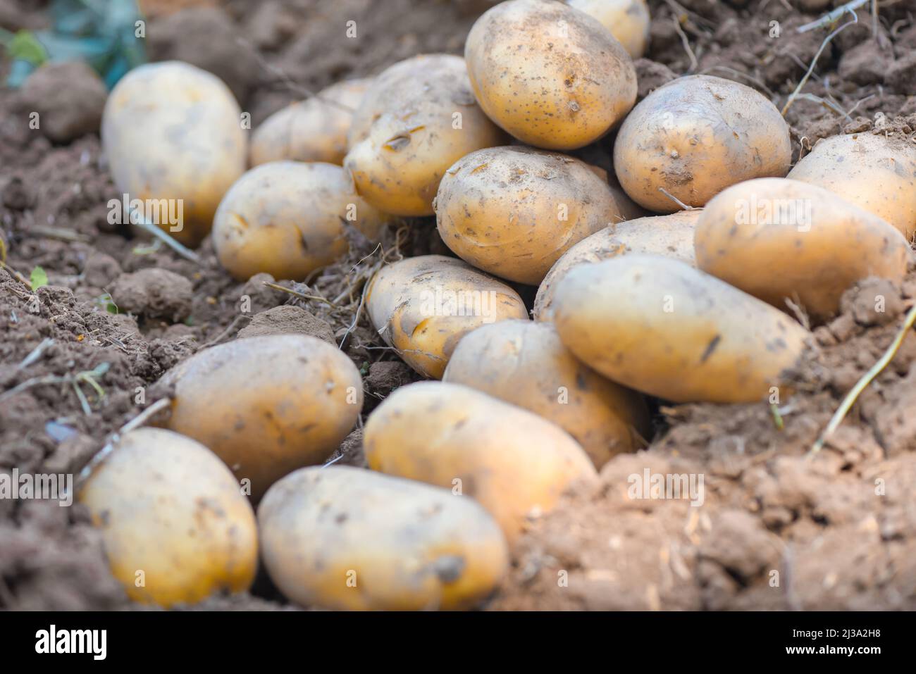 Fresh potato plant, harvest of ripe potatoes agricultural products from potato field Stock Photo