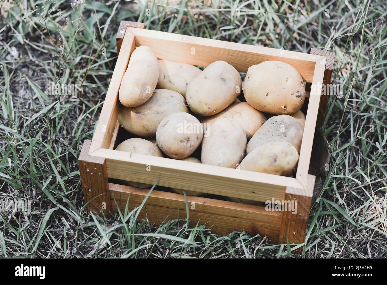 Fresh potato plant, harvest of ripe potatoes in wooden box agricultural