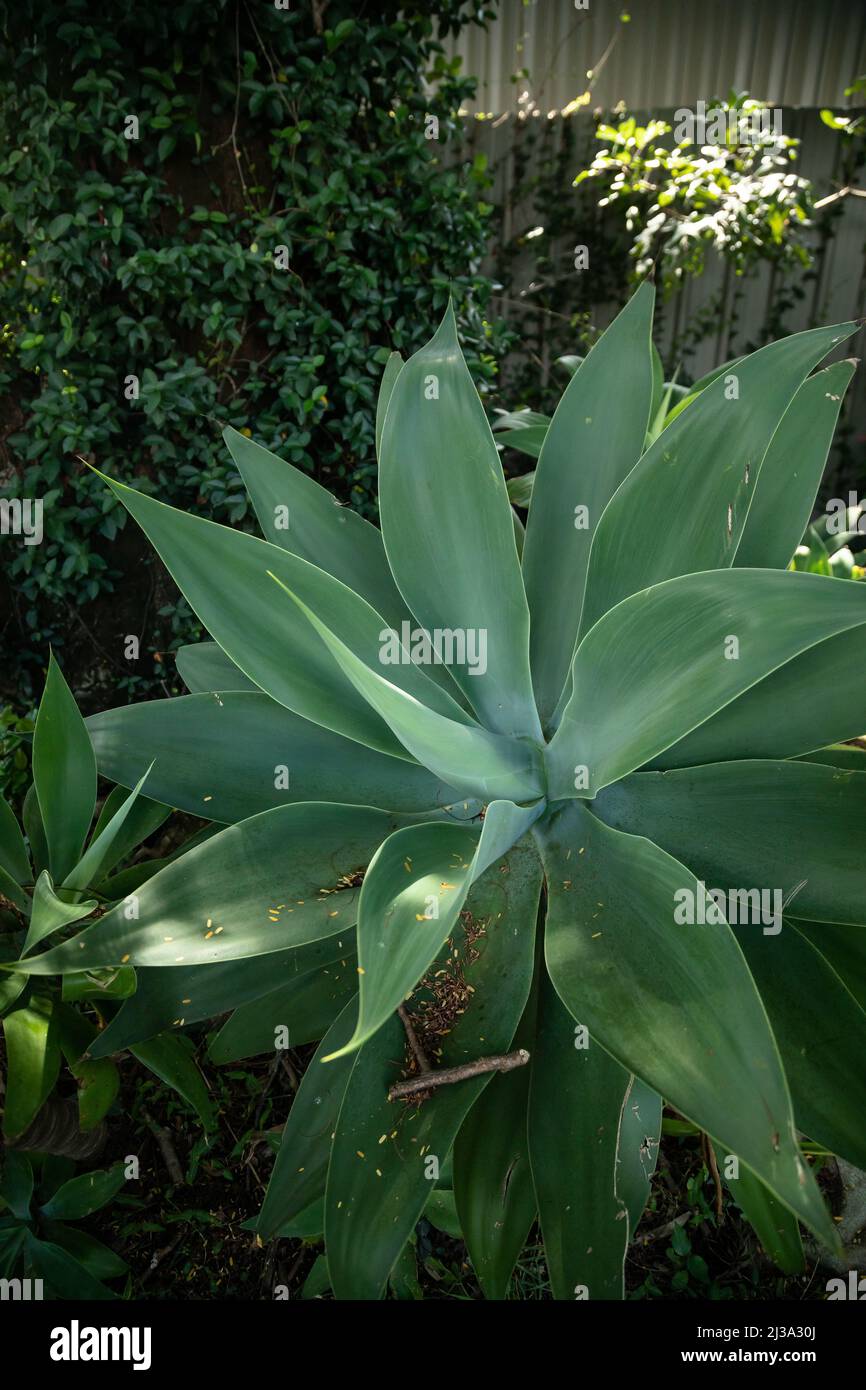 Agave plant growing in tropical Australian garden Stock Photo