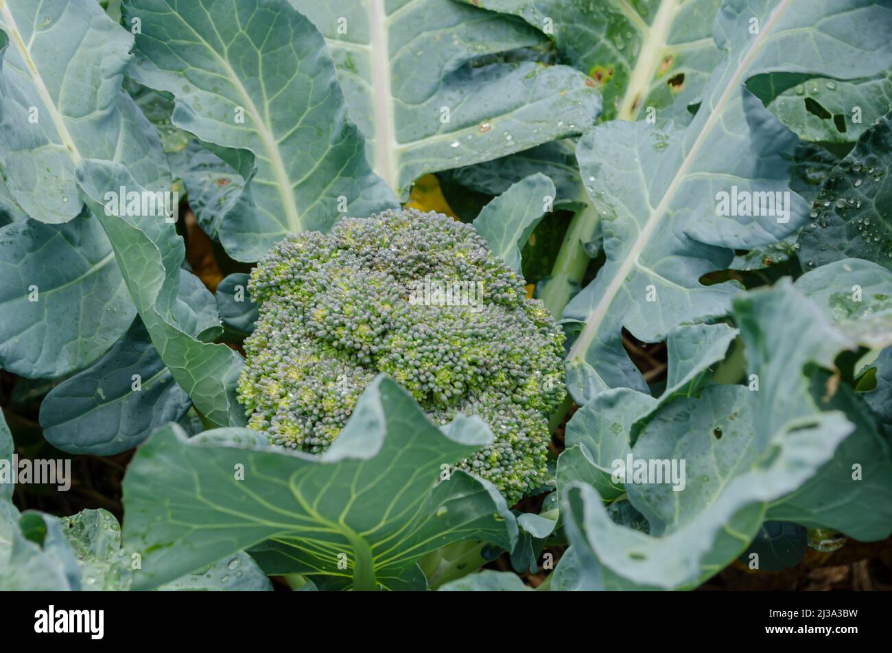 Broccoli Plant In Garden Stock Photo Alamy