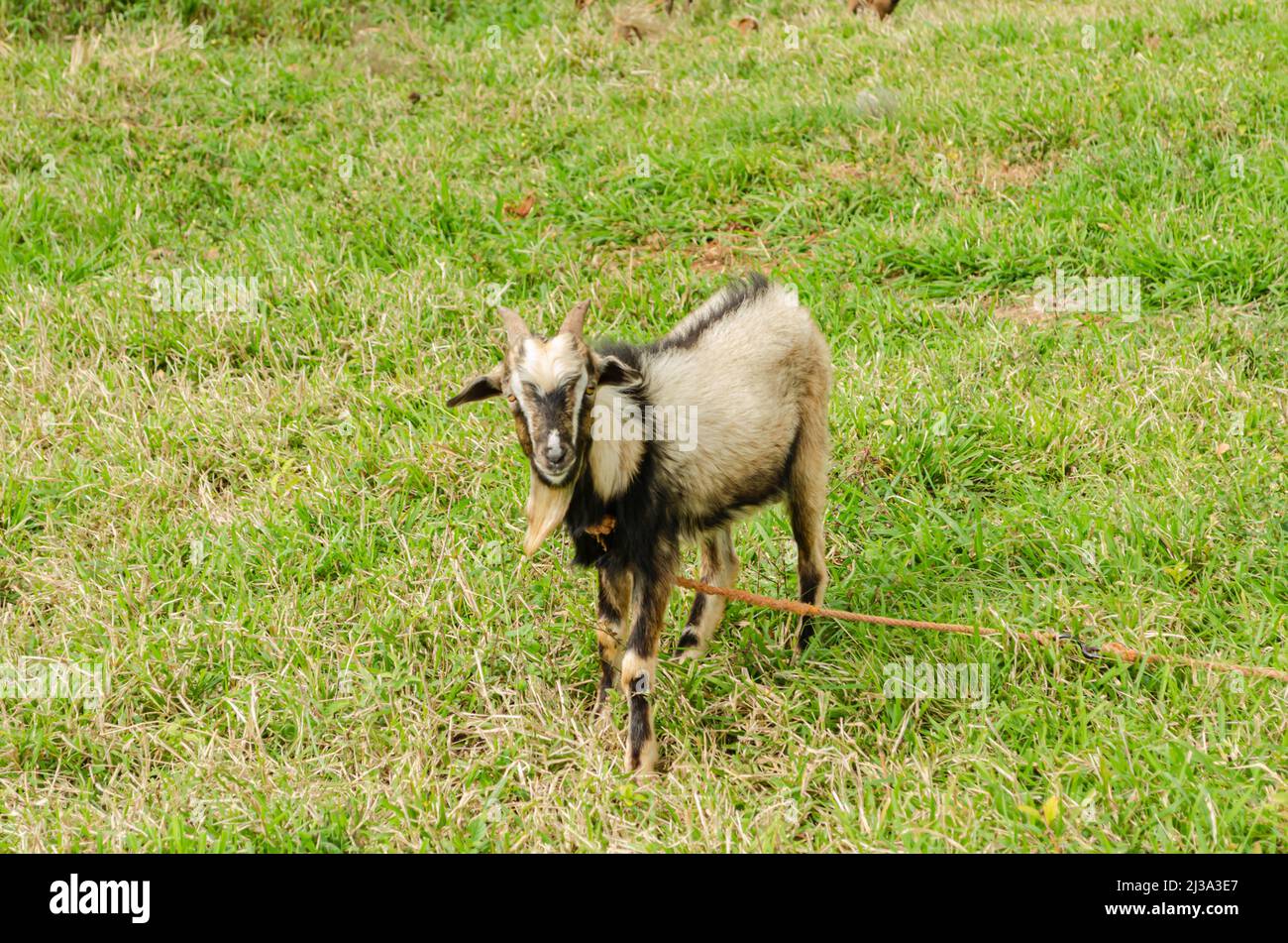 Ram Goat Looking Ahead Stock Photo