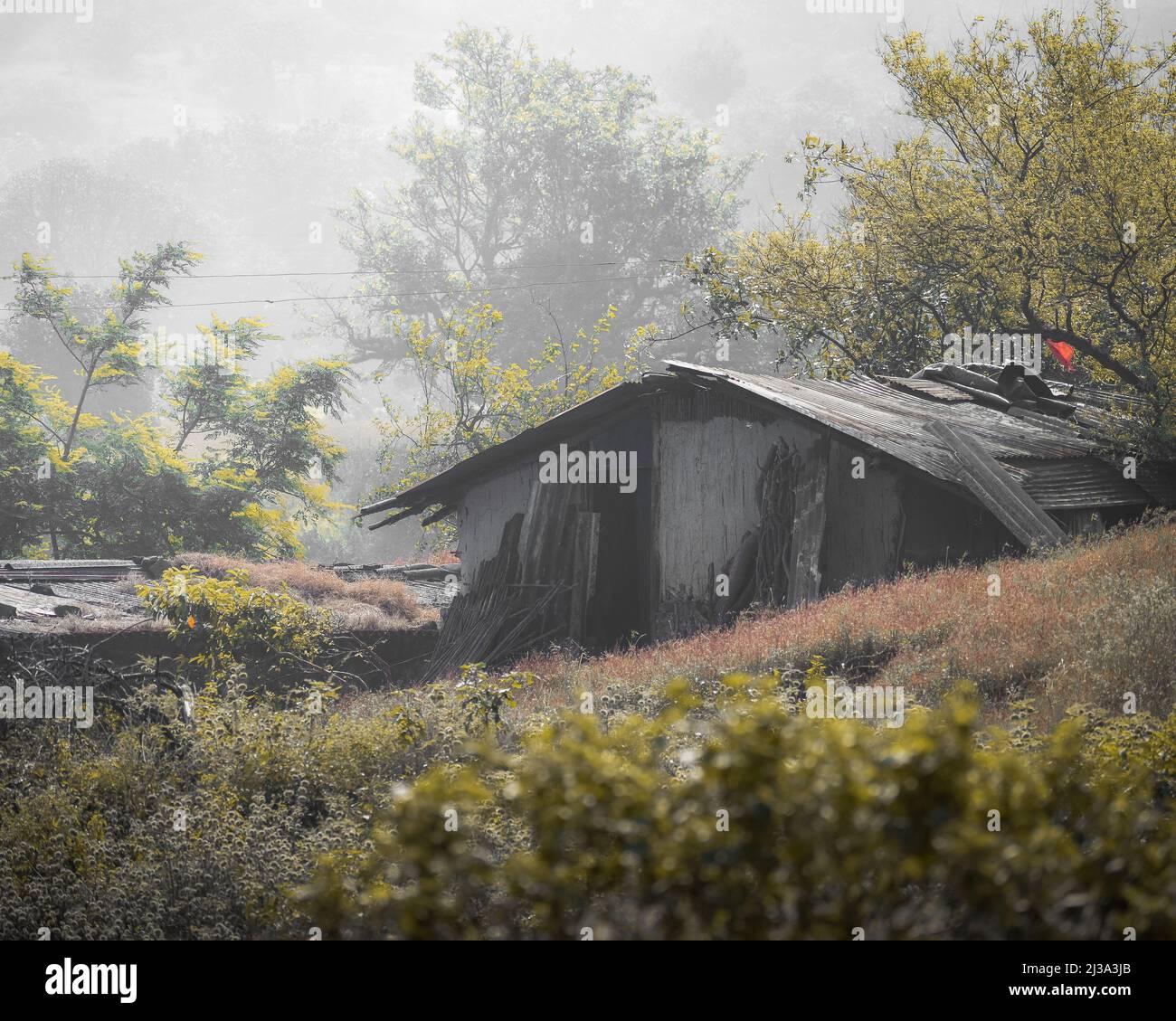 An abandoned old wooden house in the farm with foggy forest on ...