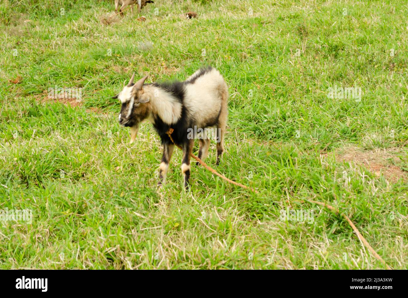 Ram On Grassland Stock Photo