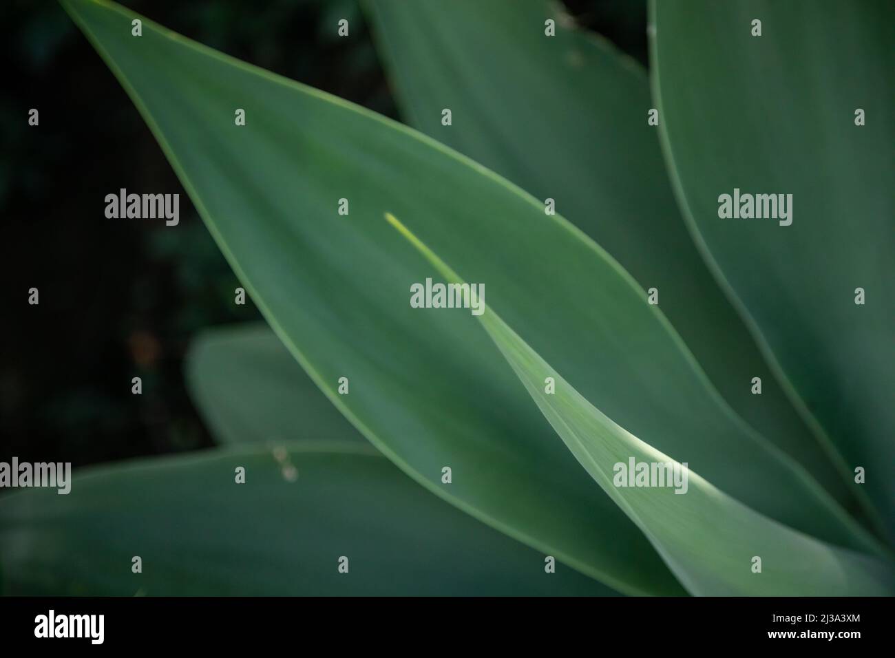 Agave plant growing in tropical Australian garden Stock Photo