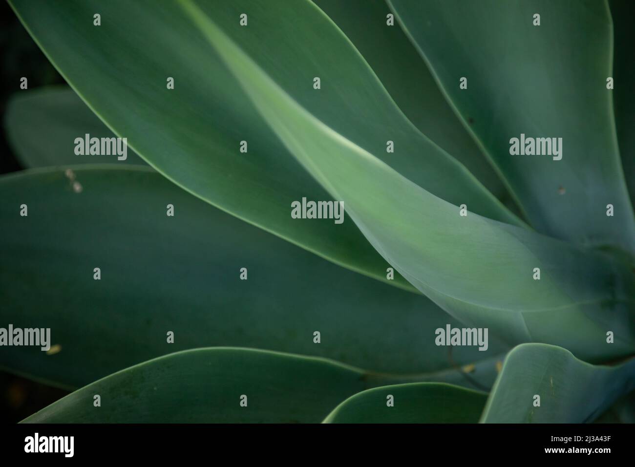 Agave plant growing in tropical Australian garden Stock Photo