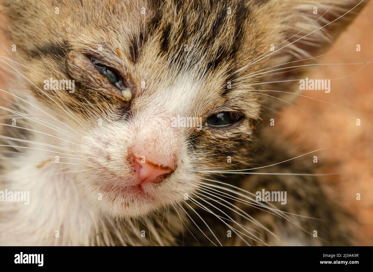 Kitten looks on sale sick