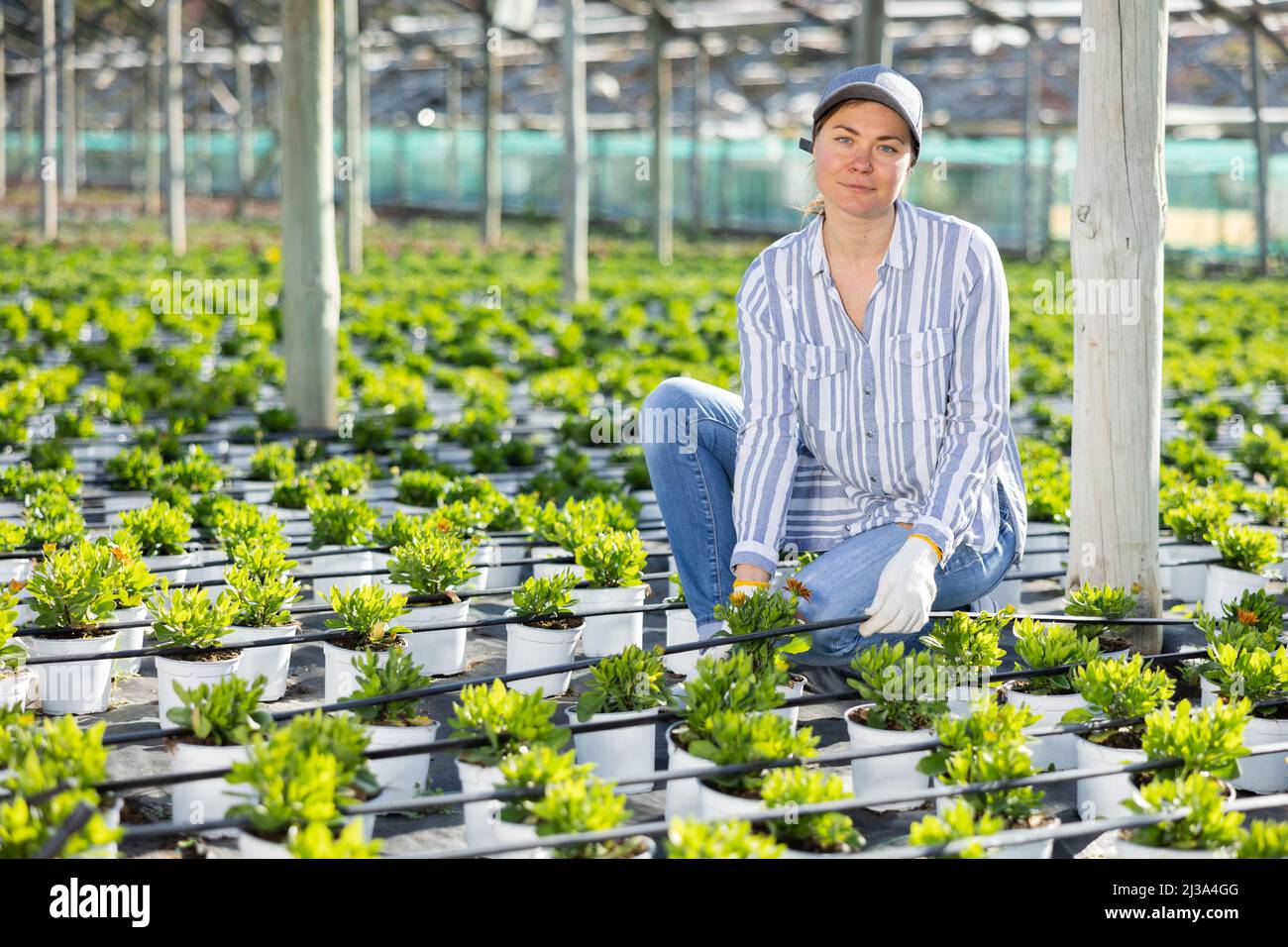 Portrait of a woman farmer in a greenhouse Stock Photo - Alamy