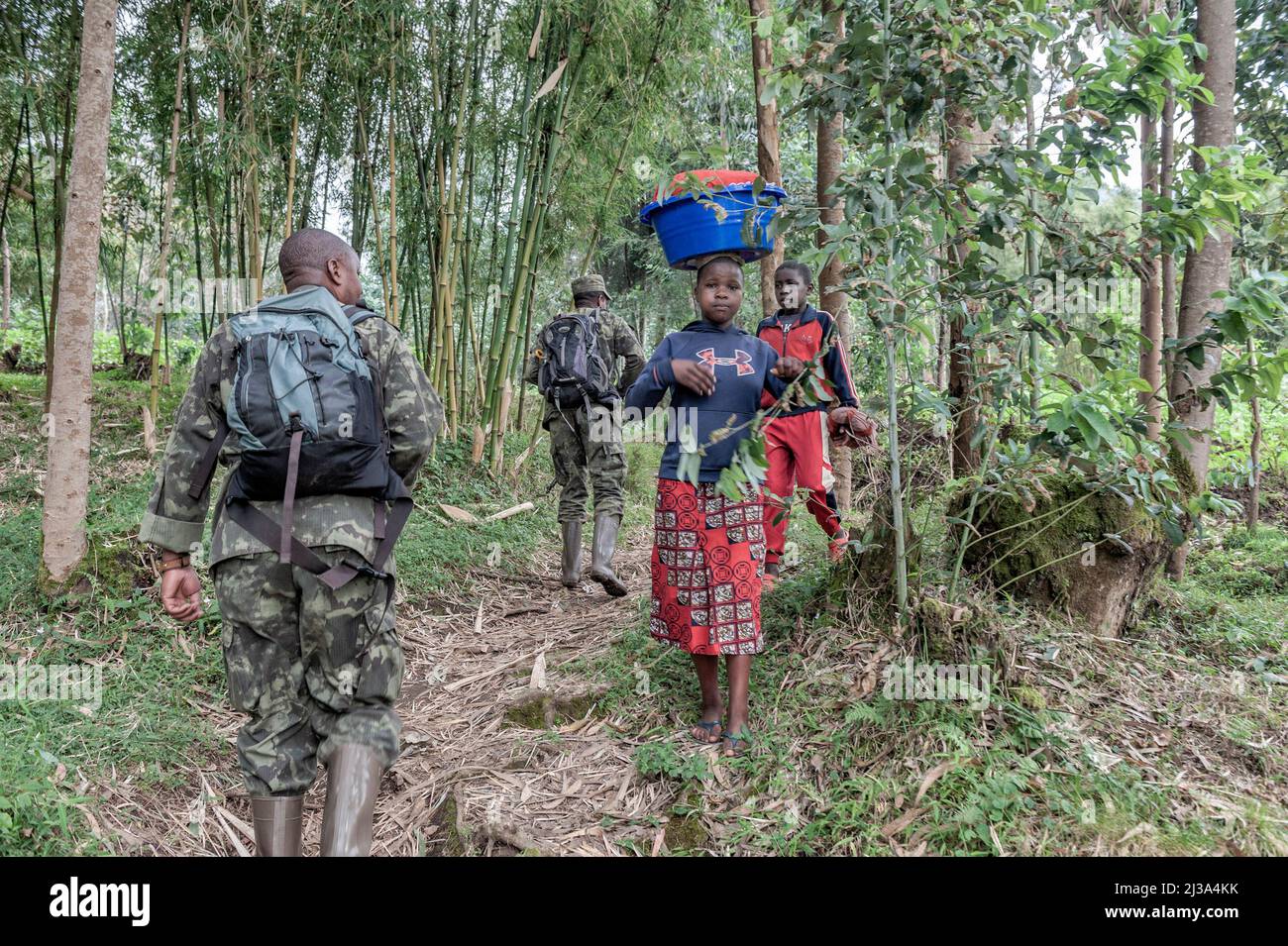 Volcanoes National Park, Rwanda. 12th Jan, 2020. The Rangers and the villagers on the edge of the forest greet each other along the paths that go up to the mountain. The Rangers accompany the thousands of tourists from all over the world who want to observe the primate families of the park. The villagers bring produce green on their land to the market. The tourism industry created in turn by the Mountain Gorillas has changed the life of the entire country in a positive and sustainable way. (Credit Image: © Vito Finocchiaro/ZUMA Press Wire) Stock Photo