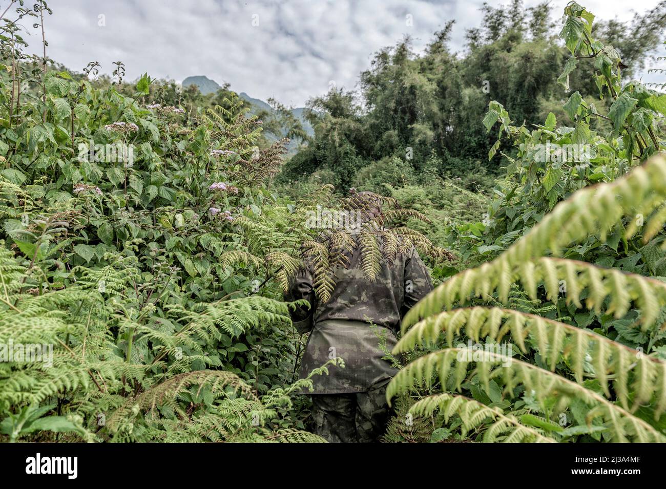 Volcanoes National Park, Rwanda. 12th Jan, 2020. Blending into he natural environment, a park guide opens a passage through the thick vegetation of the forest. Here the struggle between man and nature is evident, the the paths are quickly overgrown and have to be cut regularly. Many of these men are former poachers and hunters. Often they did not hunt for money but for hunger, and they brought the meat of animals killed in the villages and exchanged it for potatoes and beans. With sustainable tourism, several villages have been built for them on the edge of the forest. (Credit Image: © Vito Stock Photo