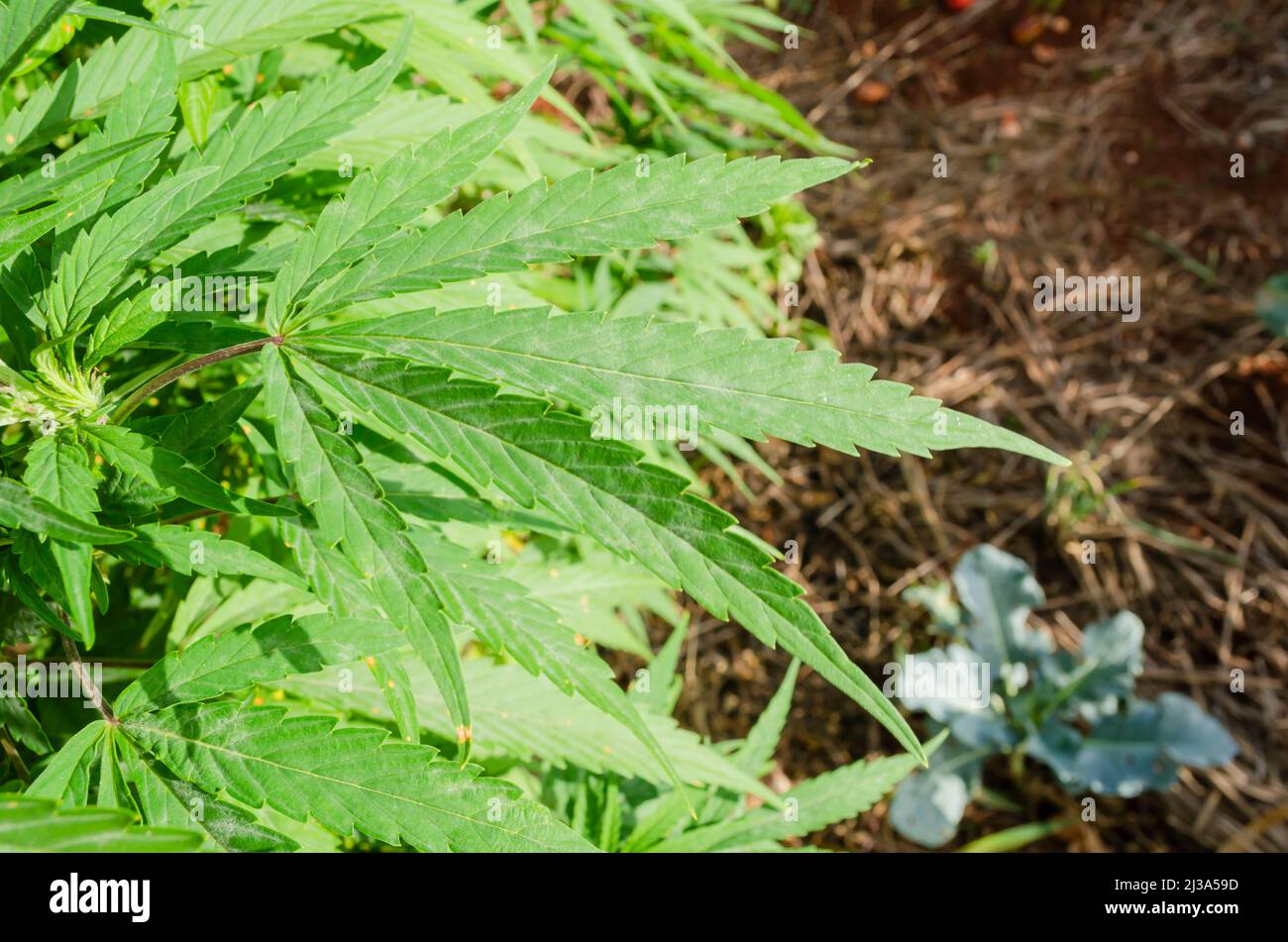 The adaxial of green cannabis leaf on its shrub. The veins of green digitate cannabis plant leaf runs diagonally towards the direction of the tapering Stock Photo
