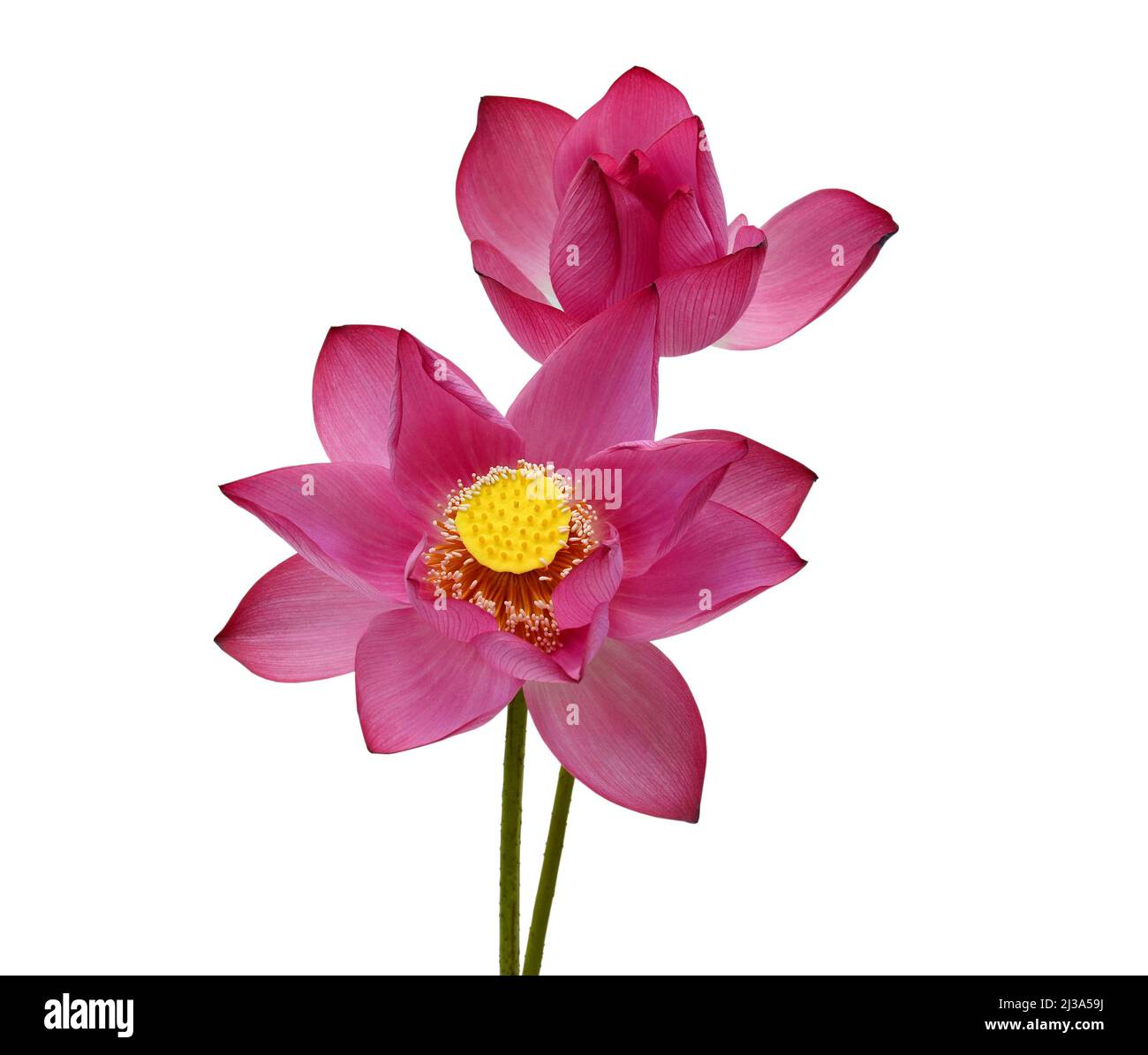 Beautiful pink lotus flower isolated on white background Stock Photo ...
