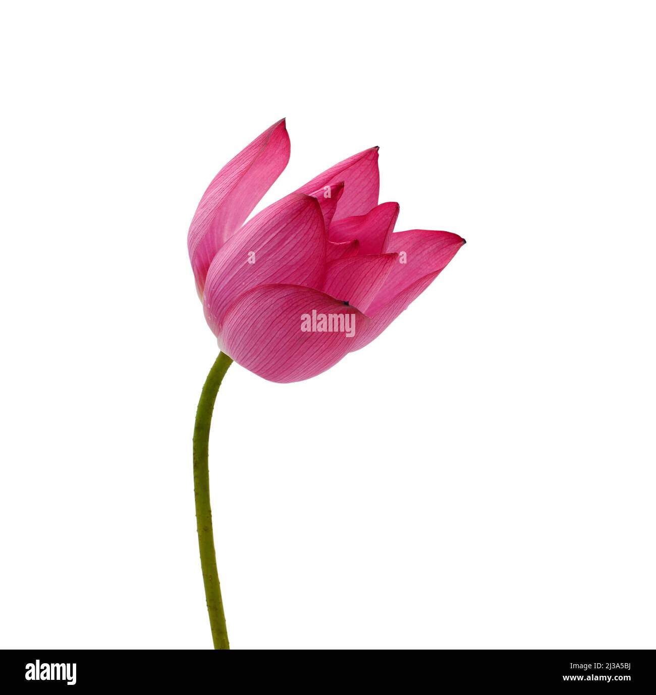 Beautiful pink lotus flower isolated on white background Stock Photo