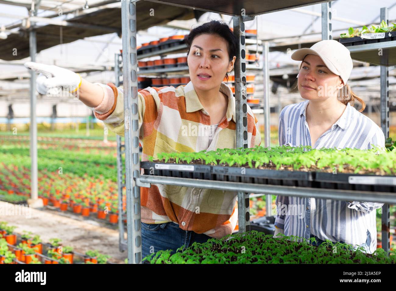 Two women farmers are discussing current work issues Stock Photo