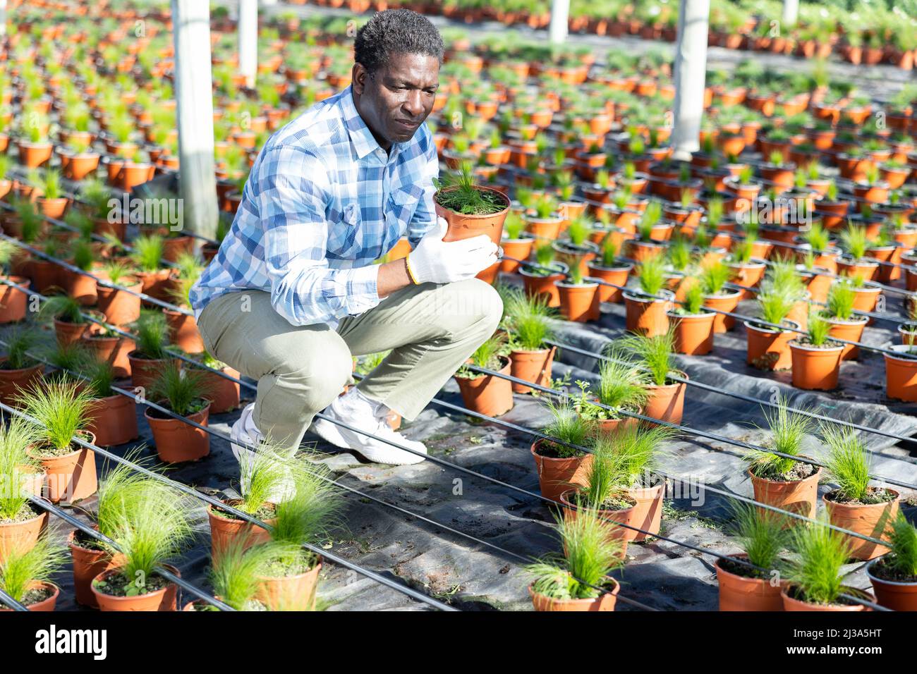 African american greenhouse owner checking potted isolepis Stock Photo