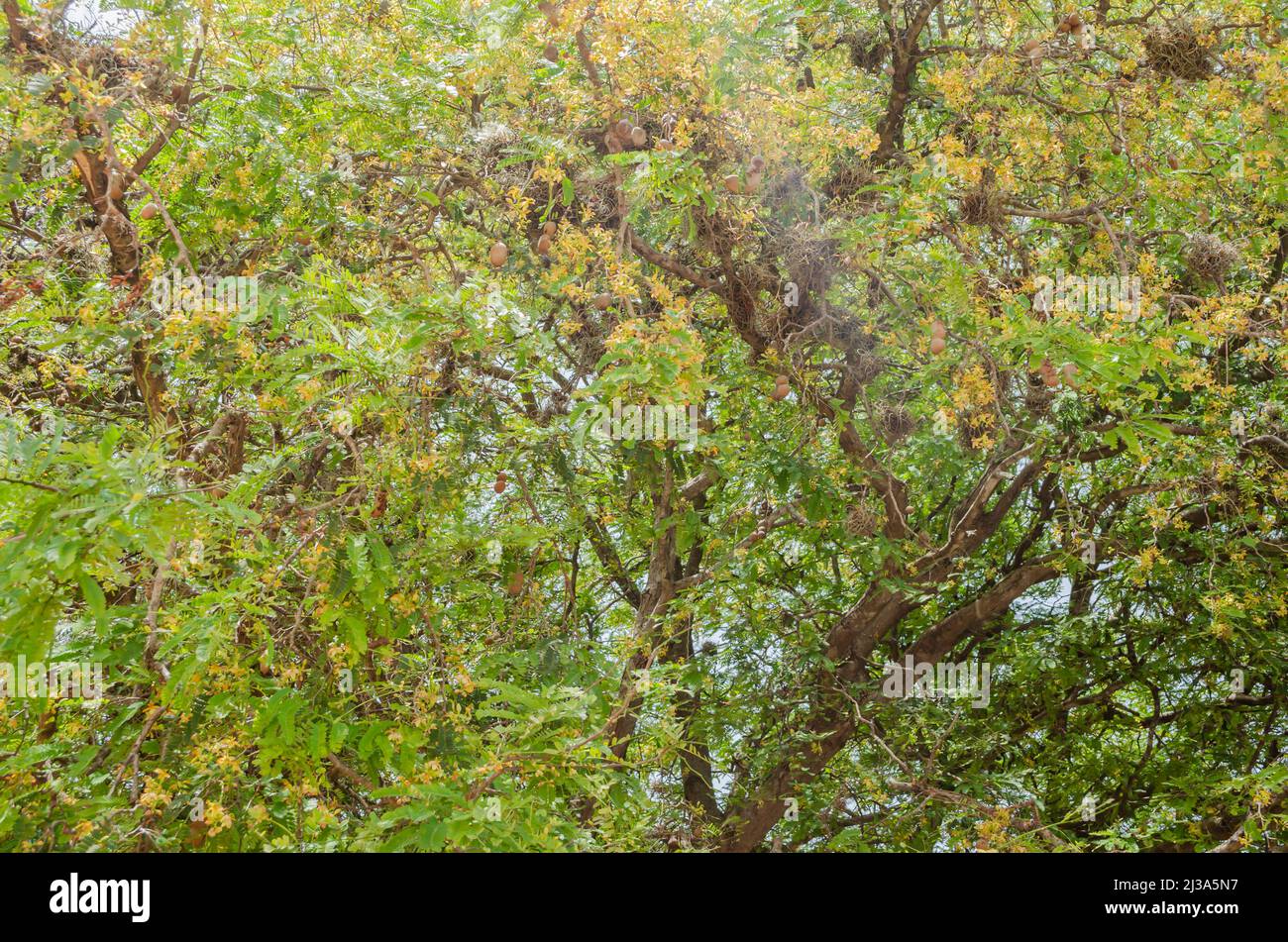 Blooming Tamarind Tree Stock Photo - Alamy