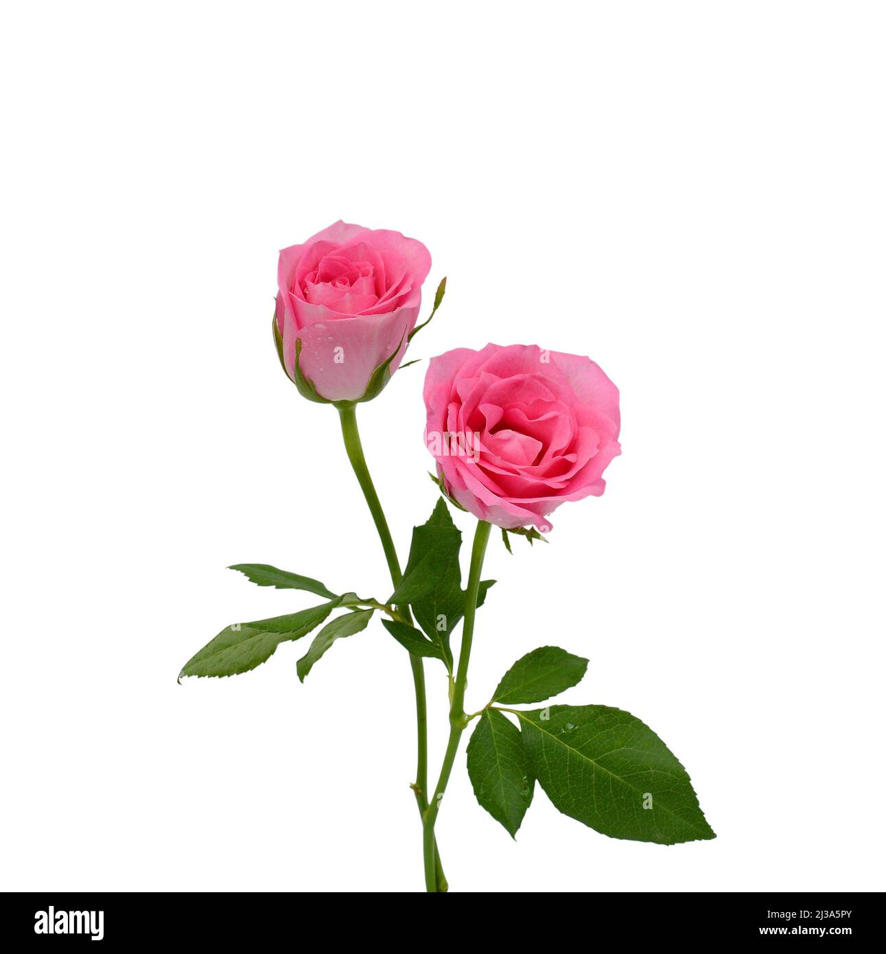 beautiful rose flower isolated on white background Stock Photo - Alamy