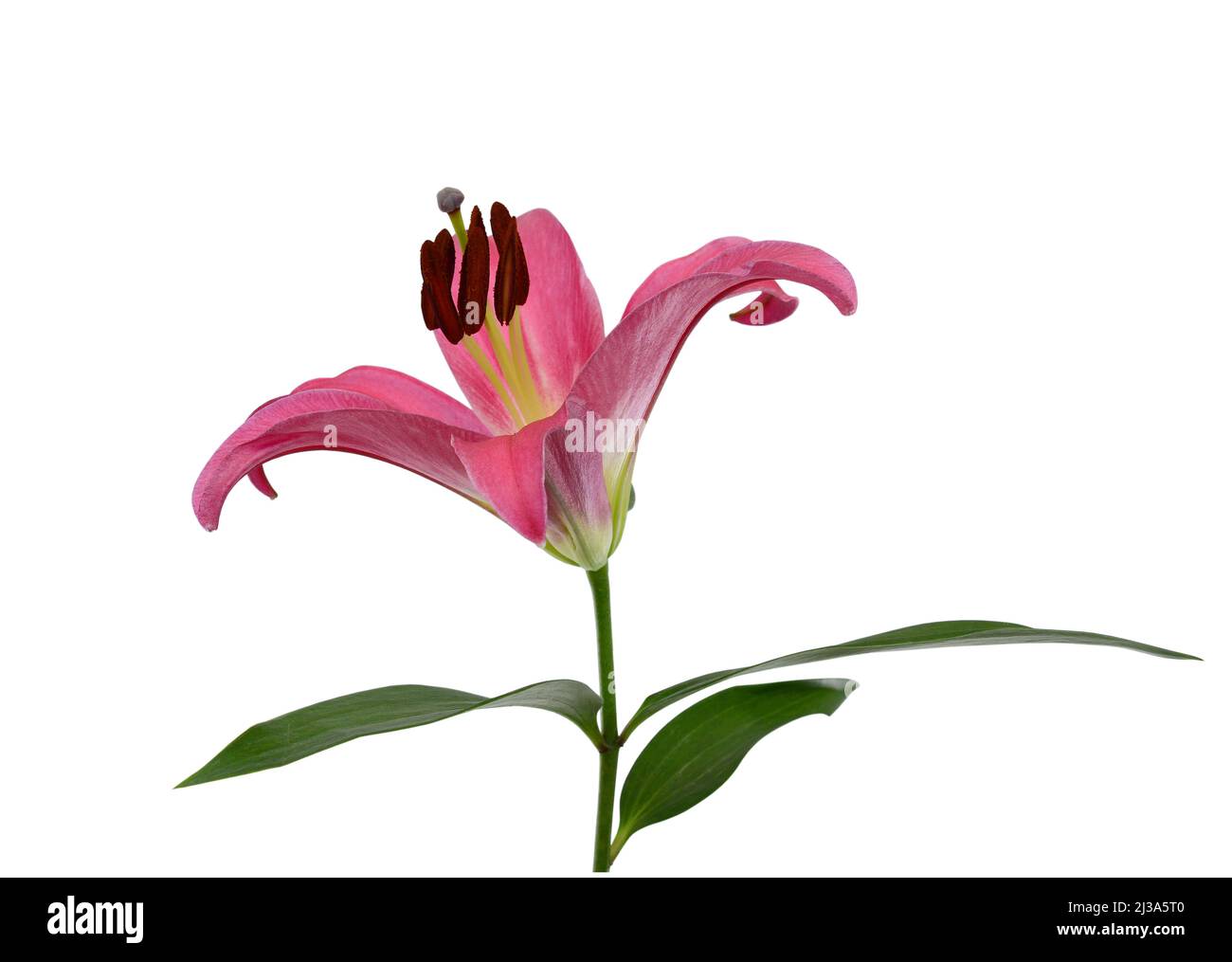 Beautiful pink lily flower isolated on white background Stock Photo - Alamy