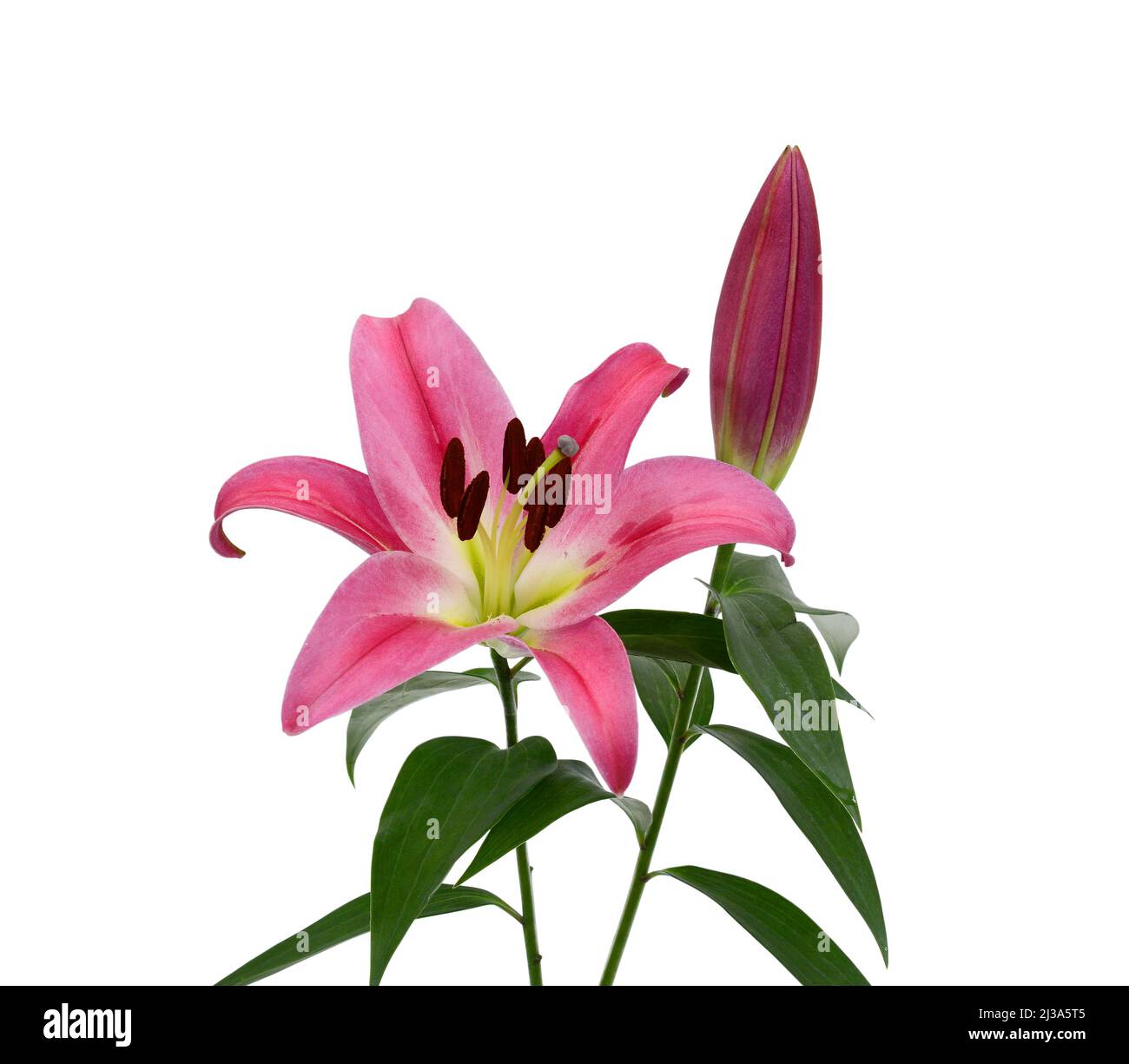 Beautiful pink lily flower isolated on white background Stock Photo - Alamy
