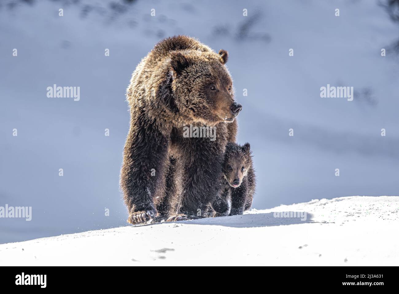 Grizzly Sow and Cub Stock Photo