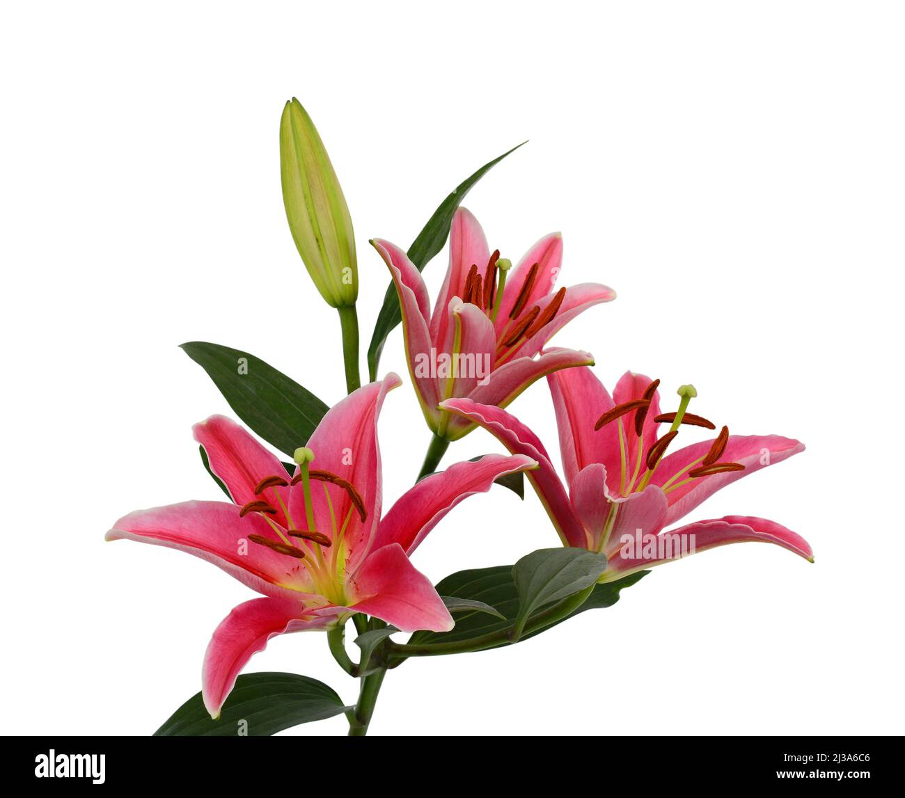 Beautiful pink lily flower bouquet isolated on white background Stock ...