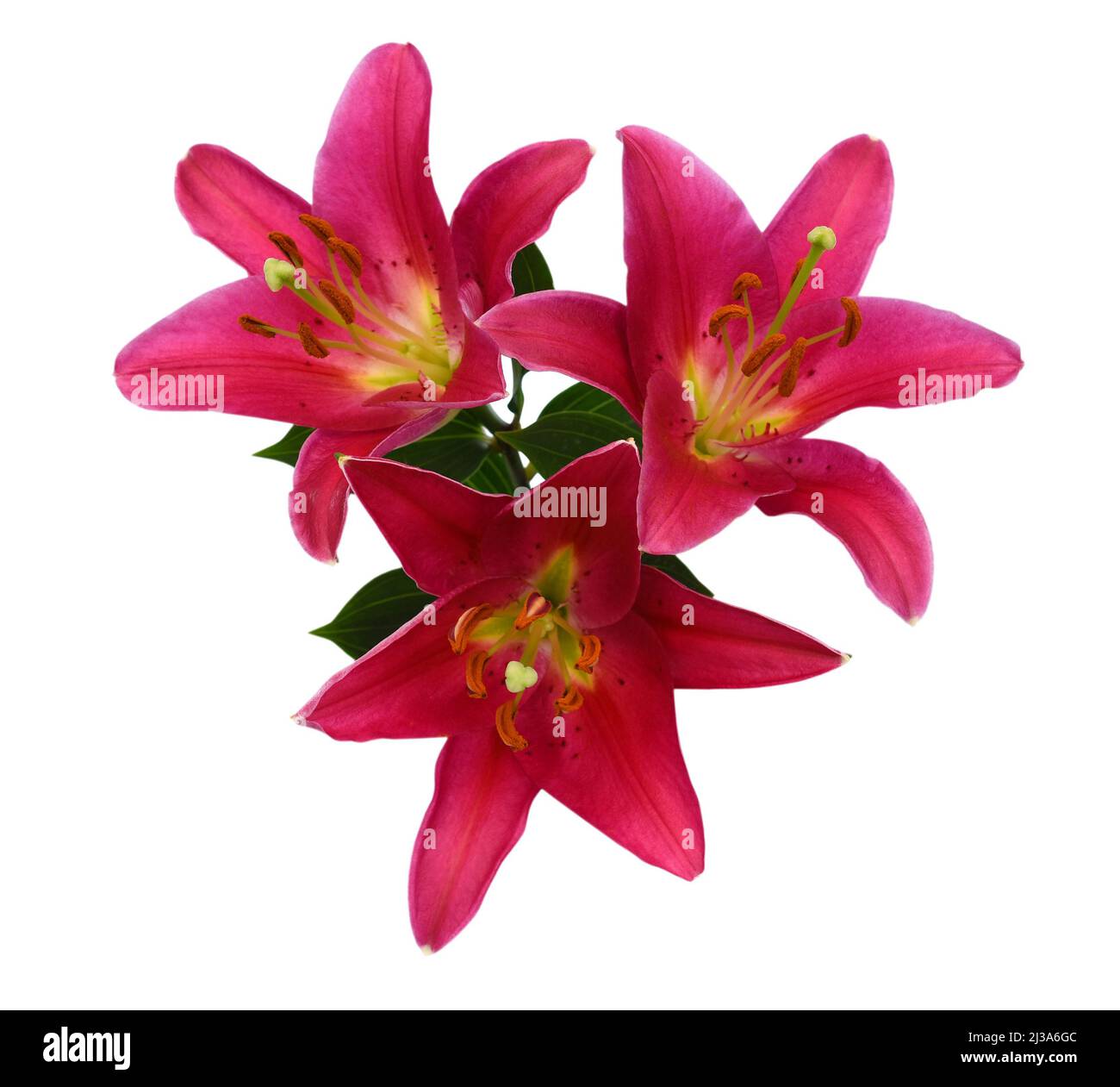 Beautiful pink lily flower bouquet isolated on white background Stock ...