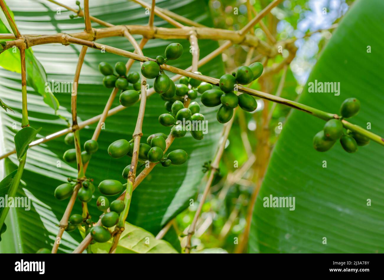Green Coffee Berries On Tree Stock Photo