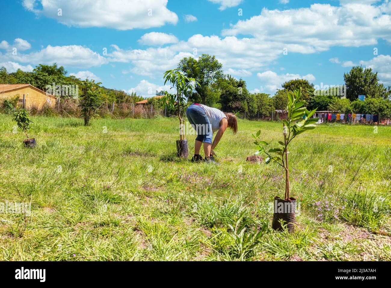 A woman plants a mango tree, a lemon tree and a ficus in her garden in Paraguay. Stock Photo