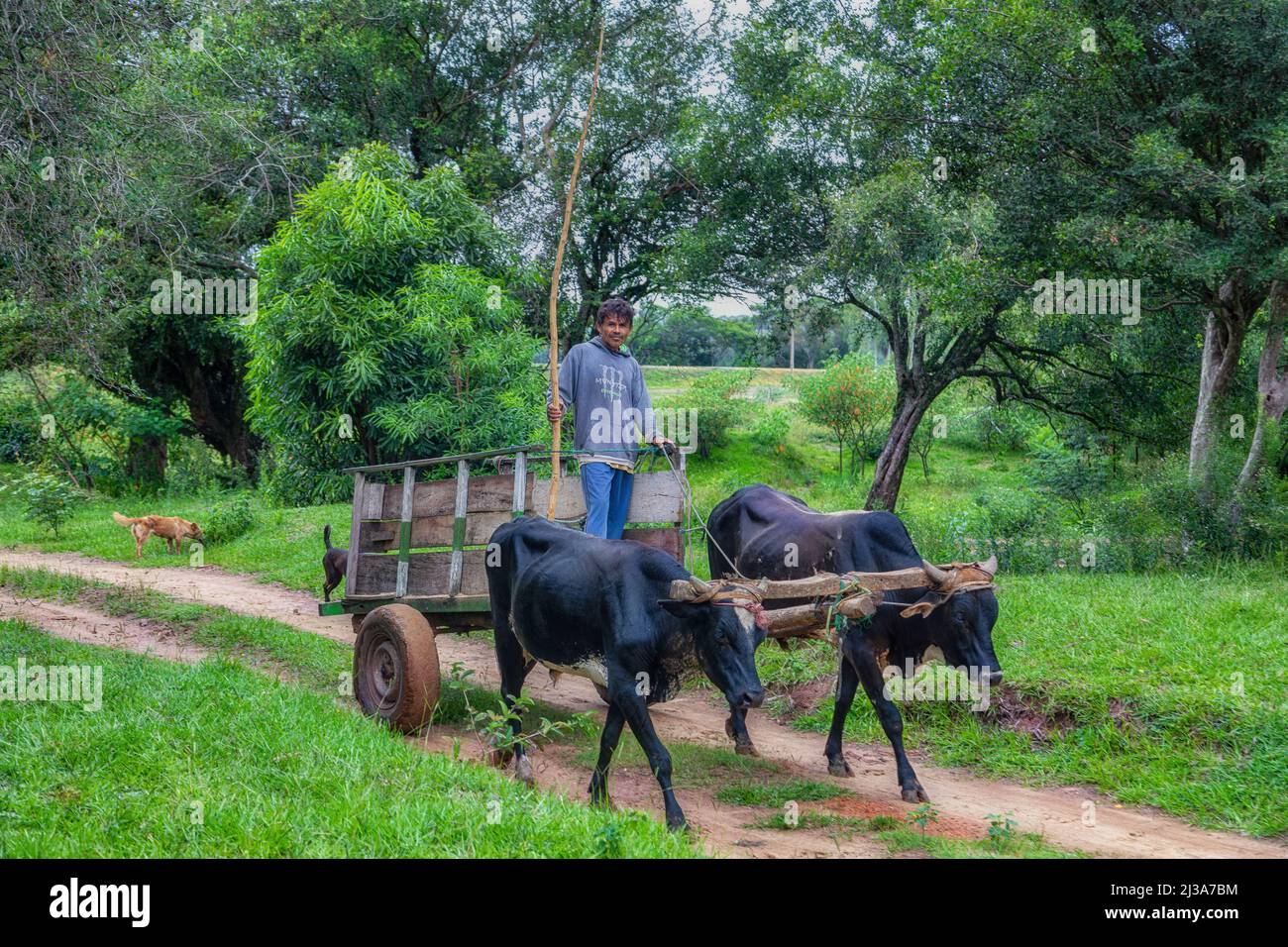 Natalicio Talavera, Guaira, Paraguay - March 19, 2022: A poor farmer and his two dogs with ox cart in the Paraguayan jungle. Stock Photo