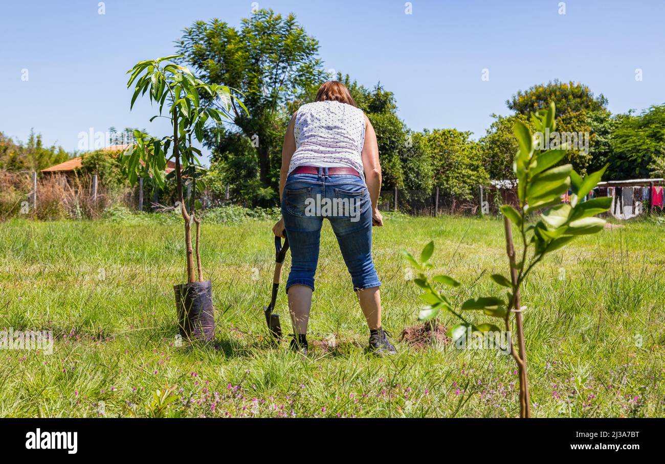 A woman plants a mango tree in her garden in Paraguay. Stock Photo