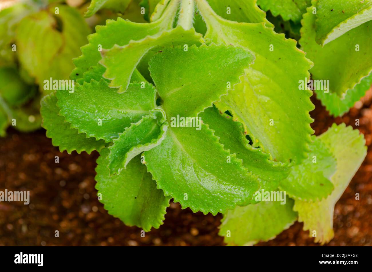 Mexican Mint Stock Photo